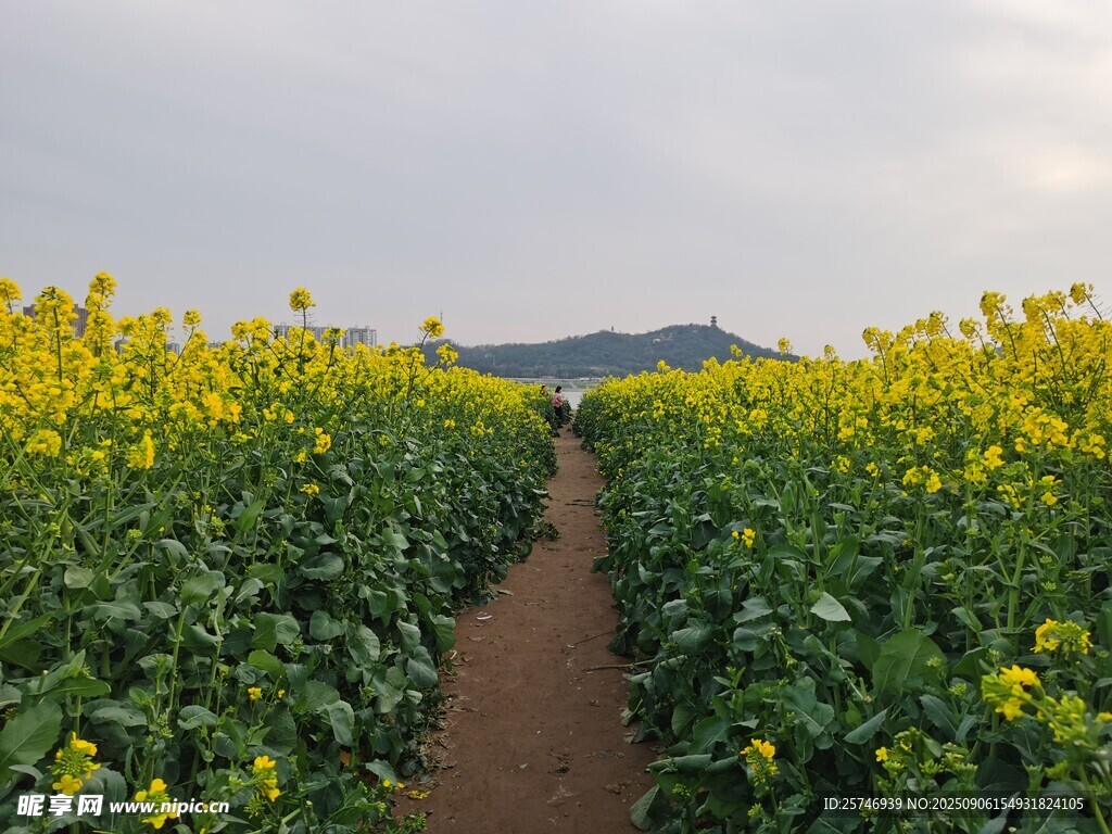 油菜花间