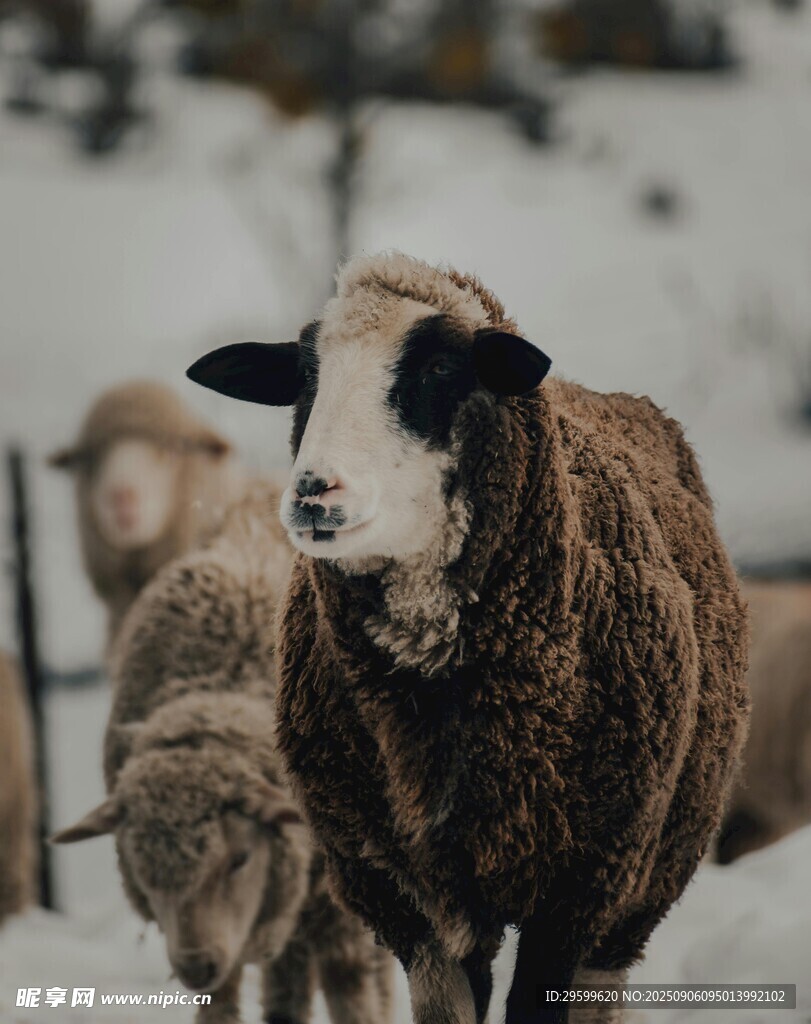 雪地中的绵羊