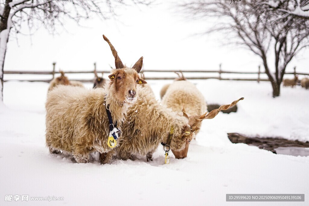 雪地中的长毛山羊