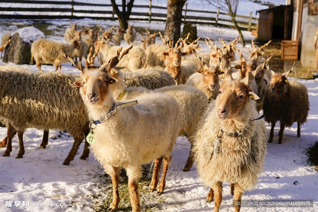 雪地中的羊群