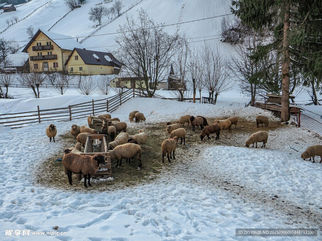 雪地中的羊群与山间小屋