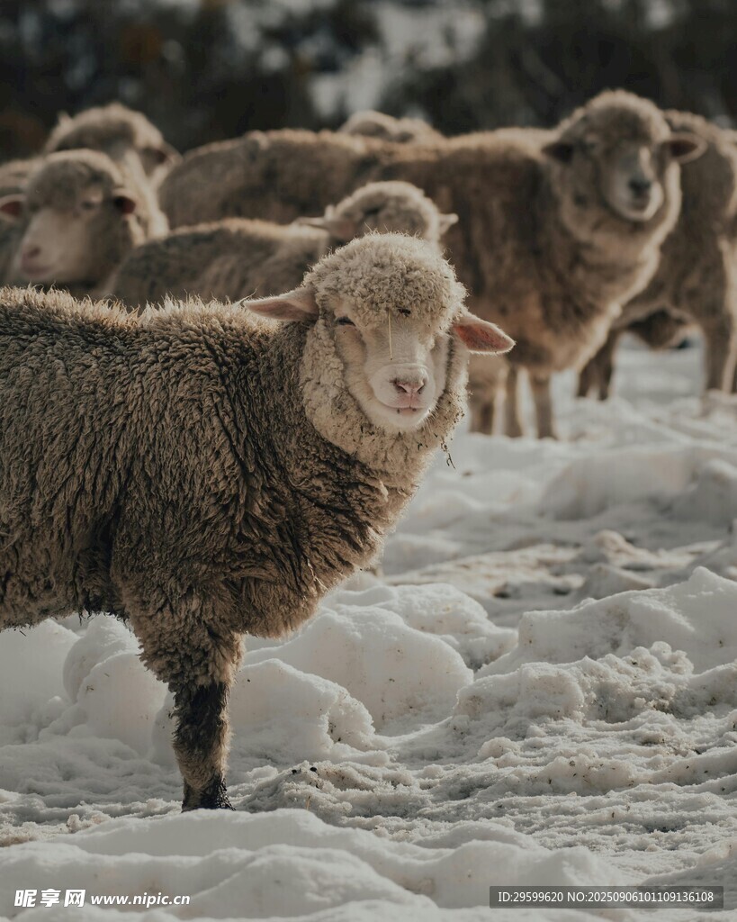 雪地中的羊群