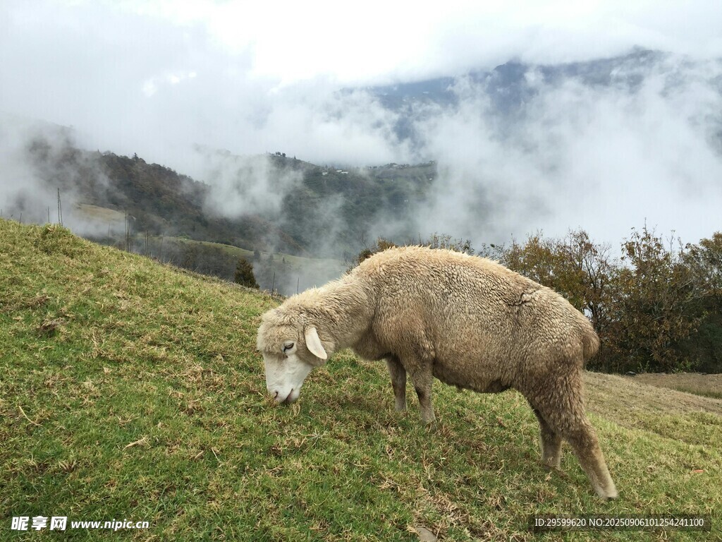 山坡上吃草的羊