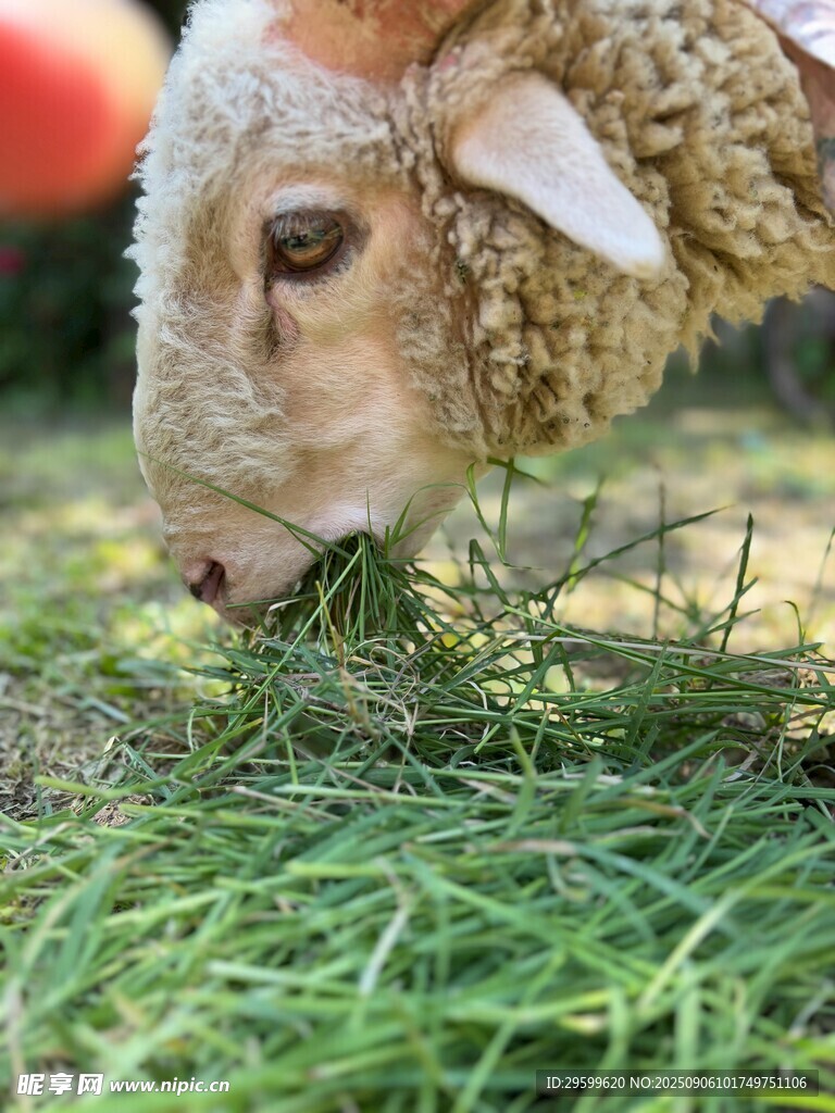绵羊低头啃食嫩绿青草