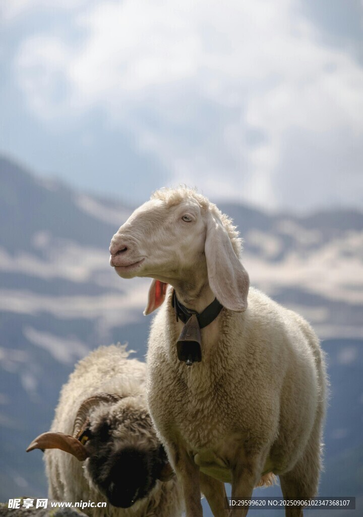 高山上的两只可爱绵羊