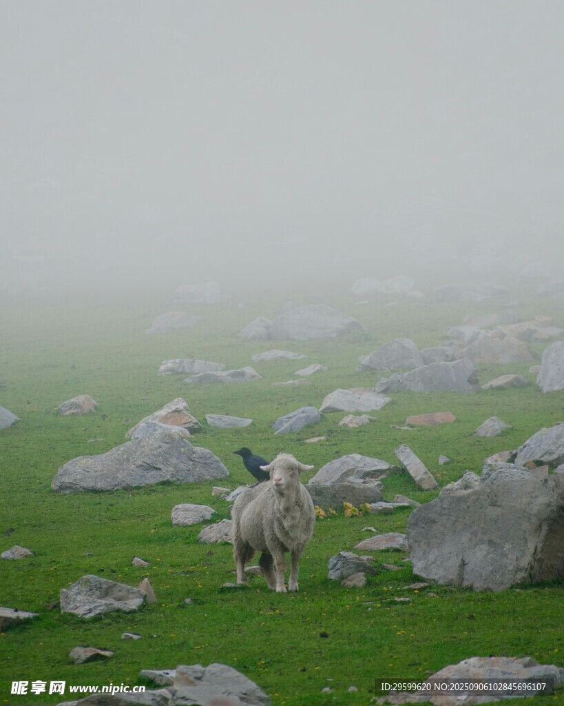雾中草地的孤独山羊