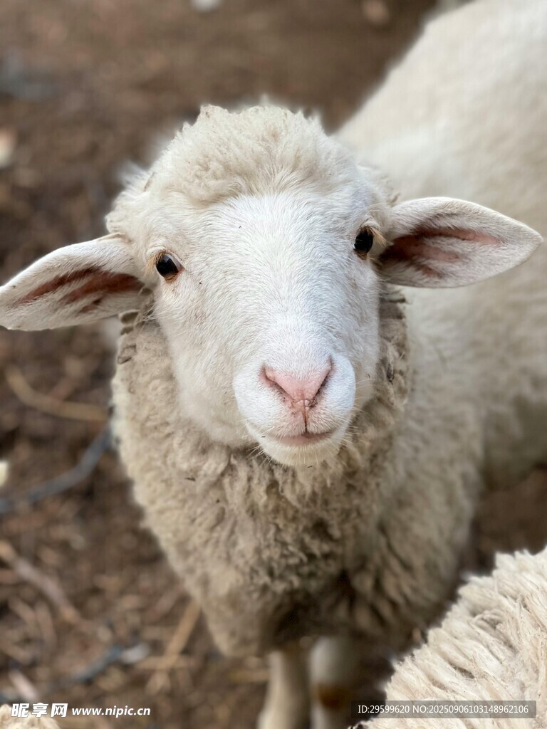 可爱小羊特写