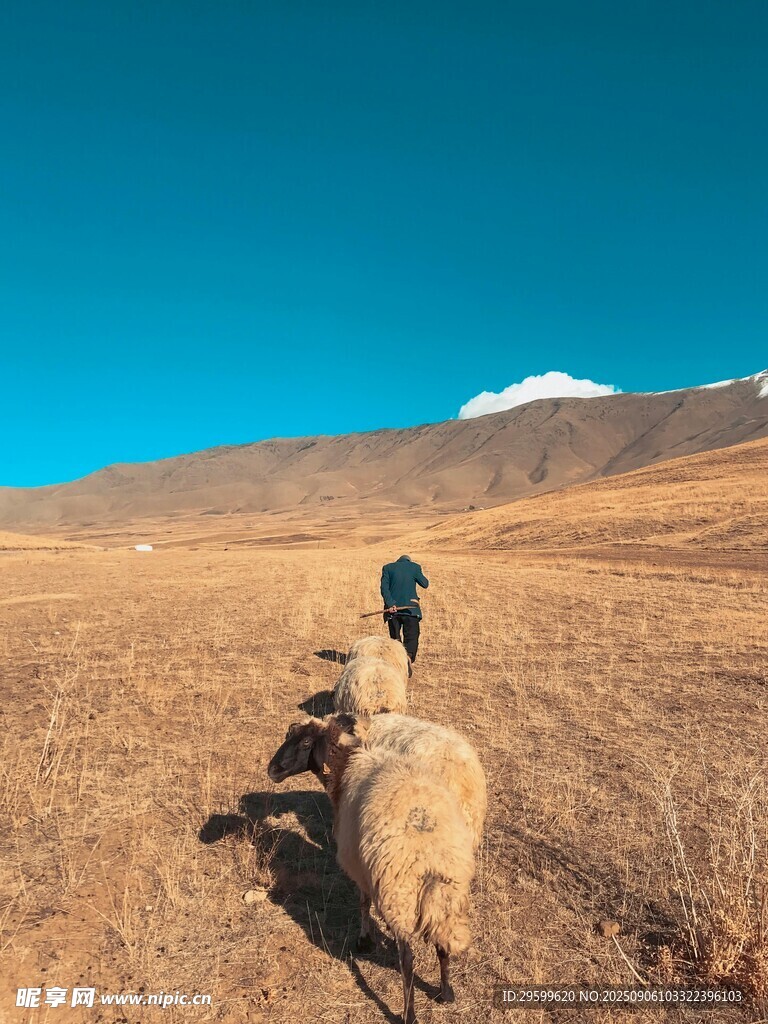 牧人旷野中赶羊群