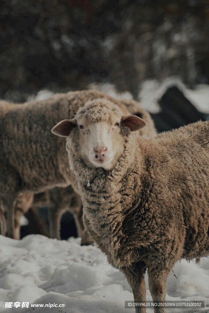 雪地中的绵羊