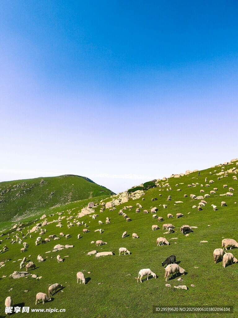 草原羊群 
