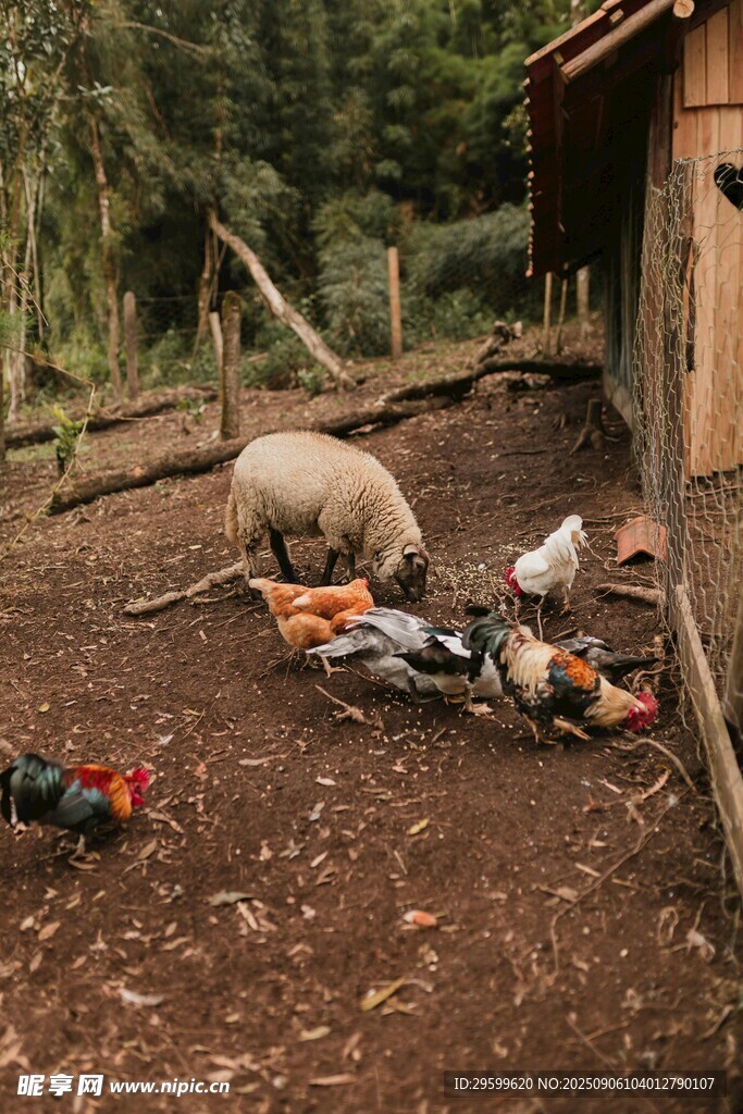 小屋旁动物在享用食物