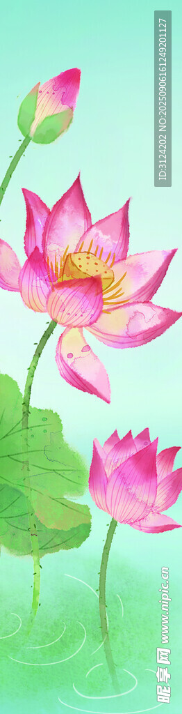 荷花