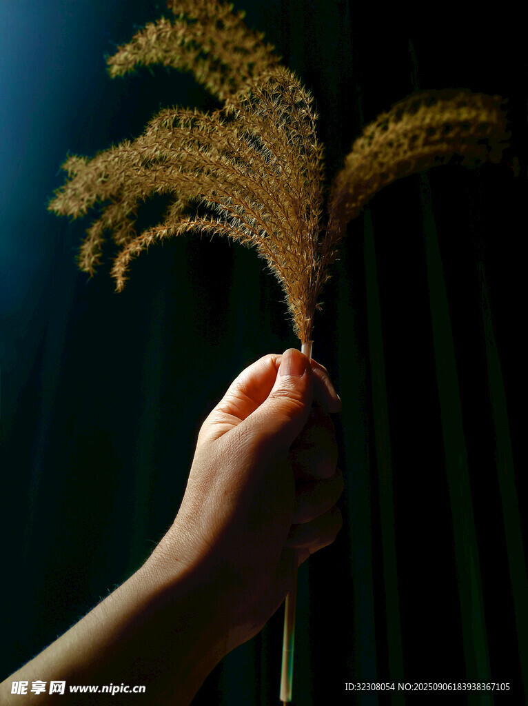 手擎蒲苇 