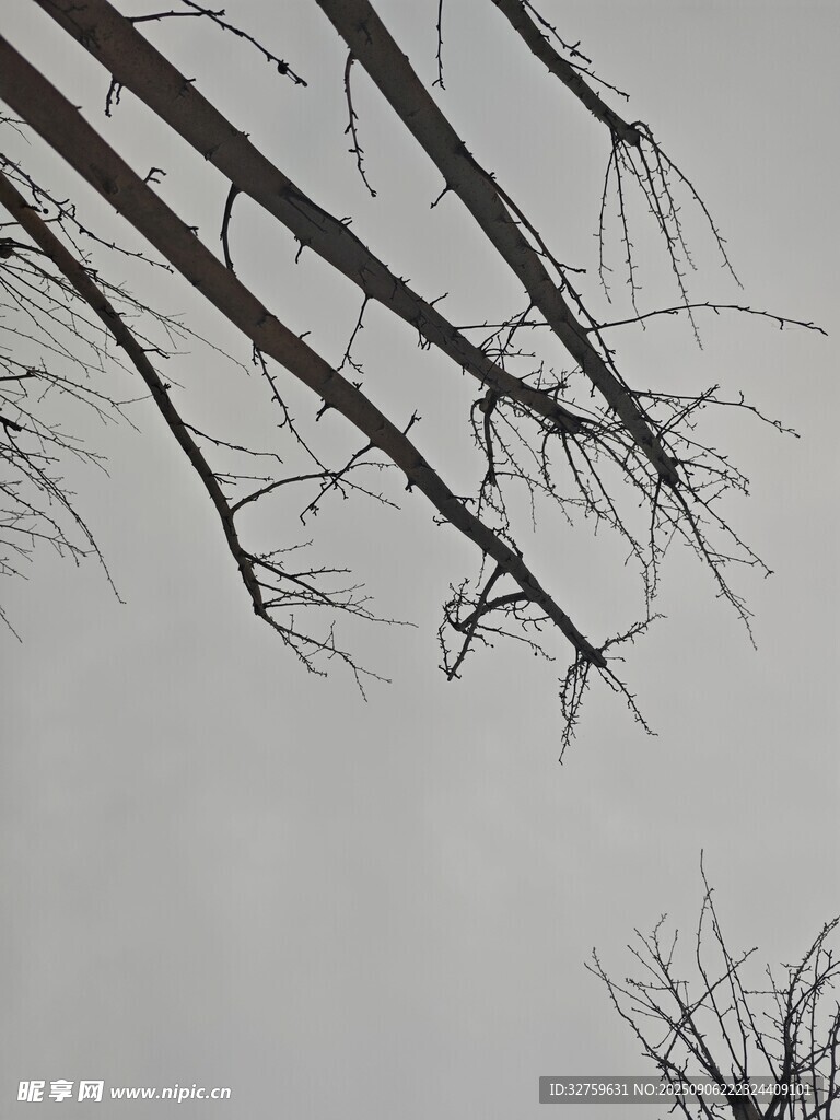 冬日枯树枝干的萧瑟景象