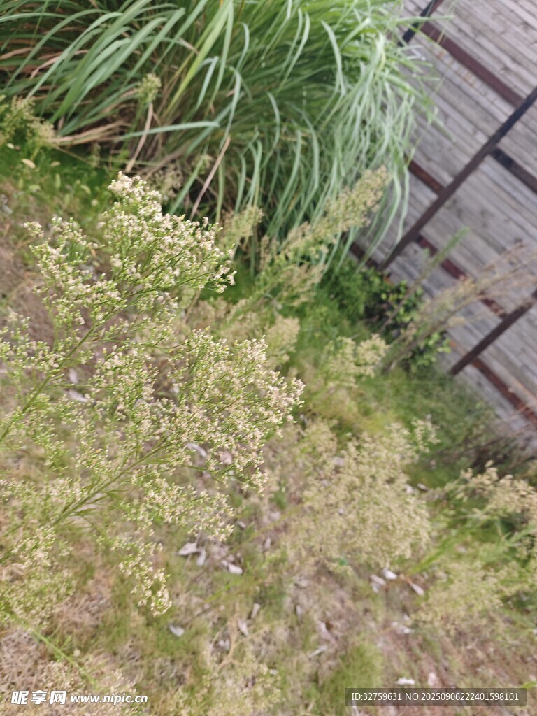 墙边生长的嫩绿植物