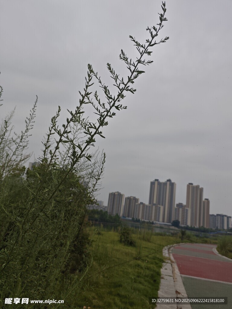 城市边的绿植与高楼景观