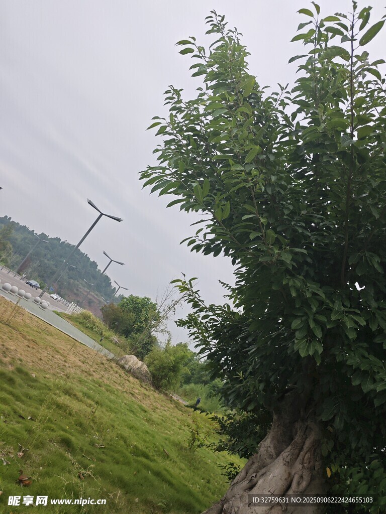 郊外绿意风景