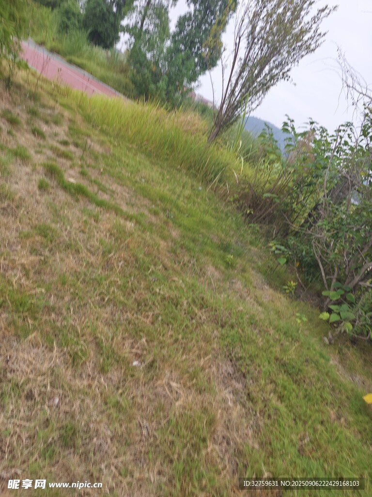 户外草地与绿植景观