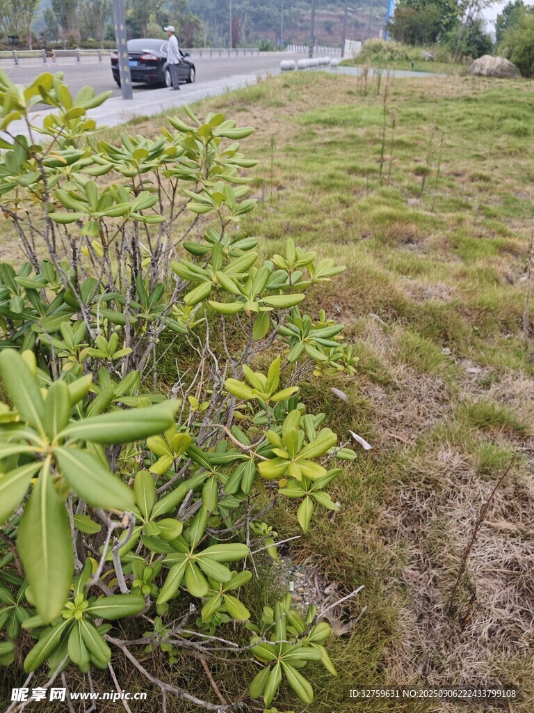 路边绿植与远处行驶车辆