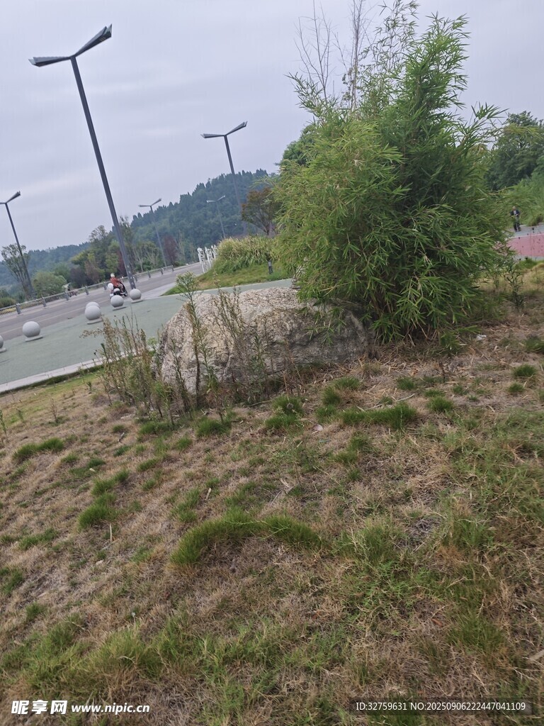 路边绿植景观