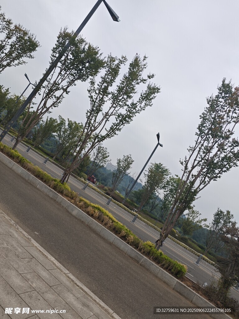 道路旁的树木与路灯景观