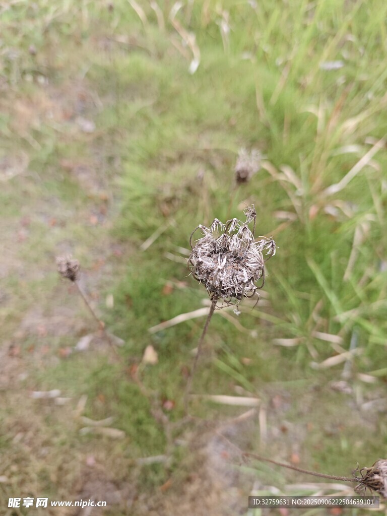草地上的球状植物