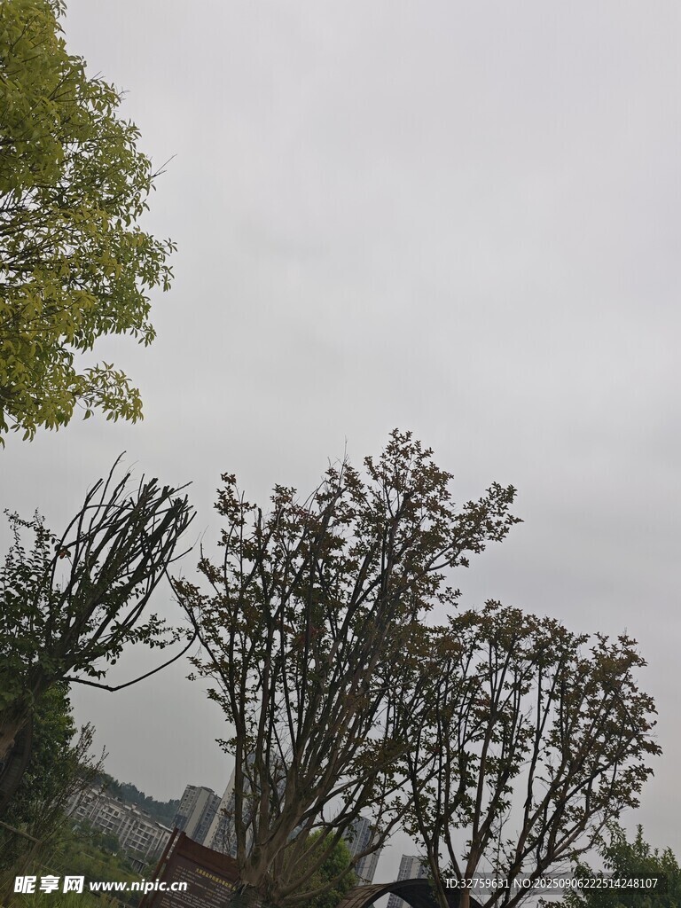 狂风后的树木景象