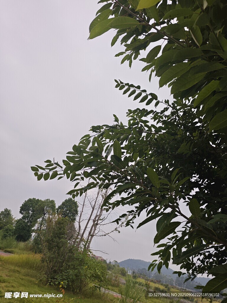 山林间繁茂绿树景致