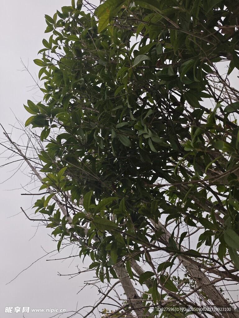 枝叶繁茂的绿树