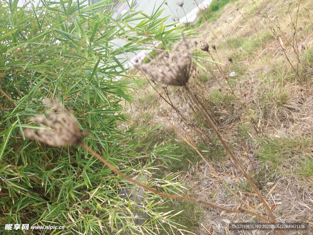 野外杂草丛生的土坡景象