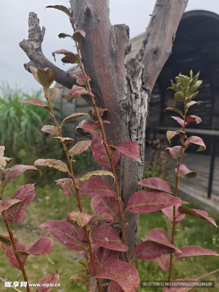 带红叶的枯树植物景观