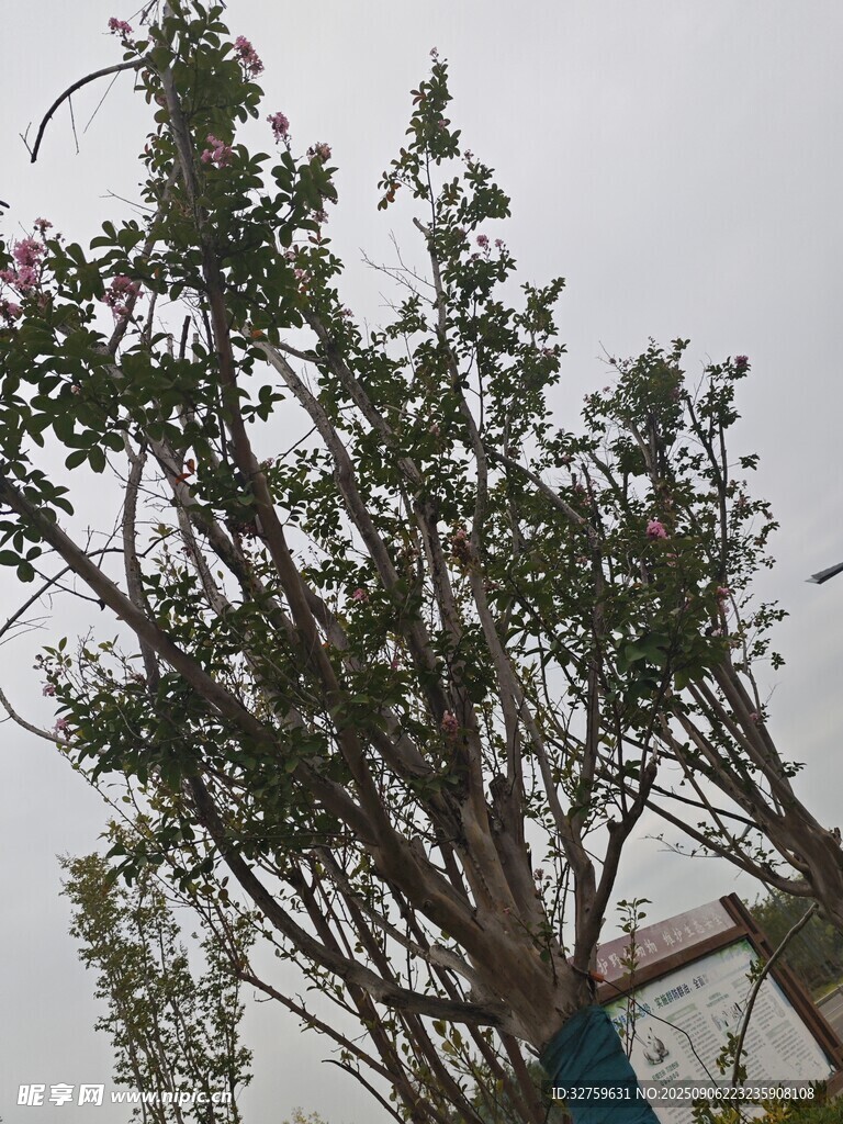 高大繁茂的绿植景观