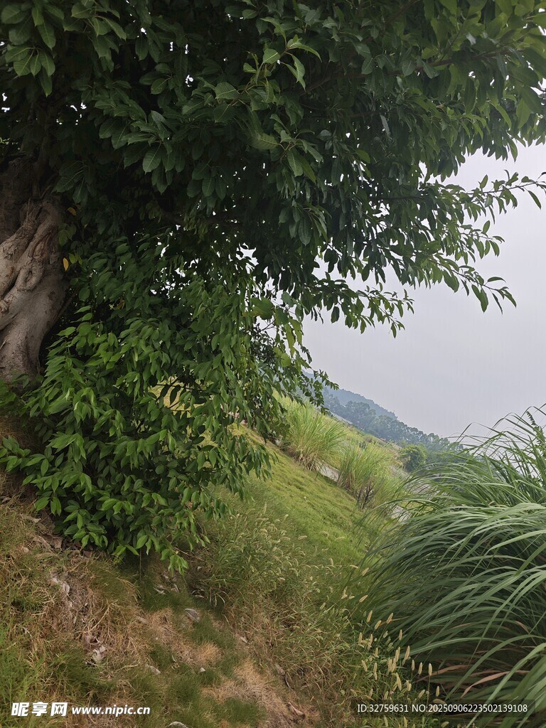 林间草地自然风景图