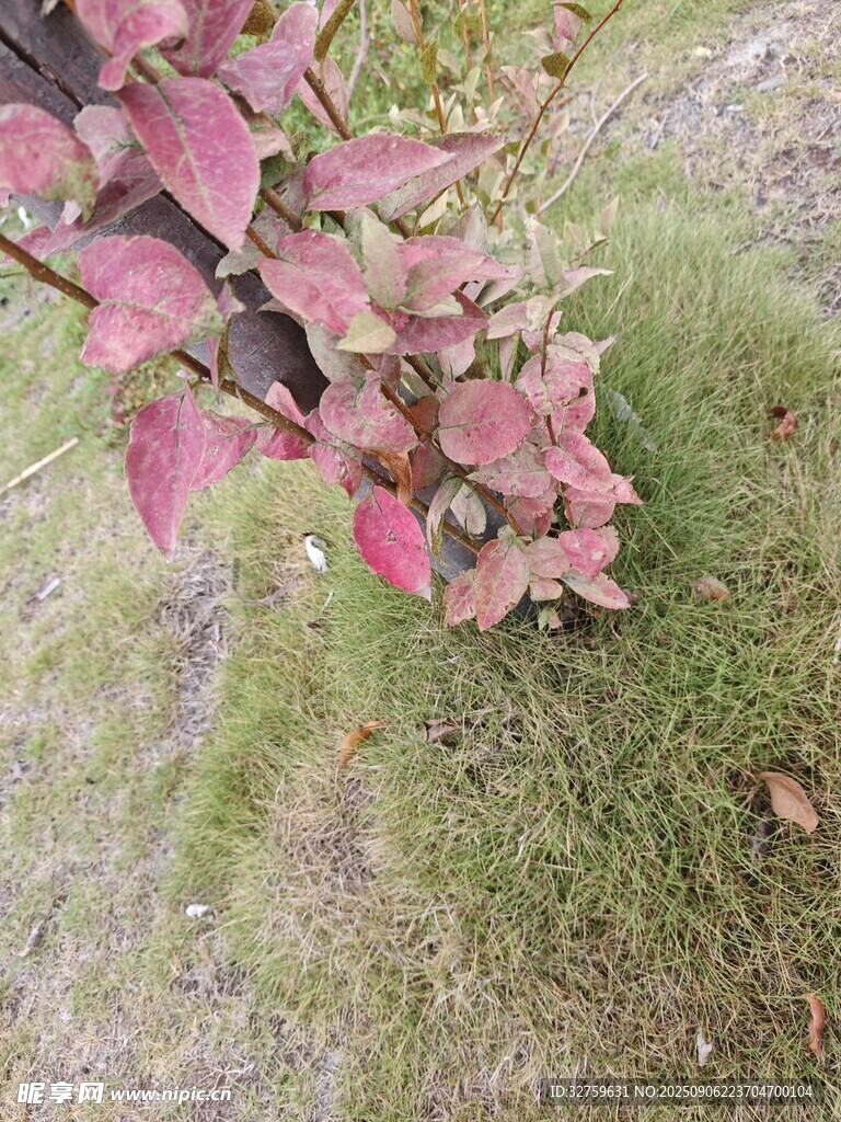 红叶绿植相映成趣