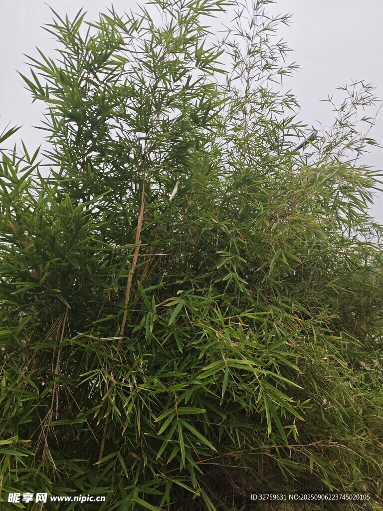 野外丛生的翠绿竹子