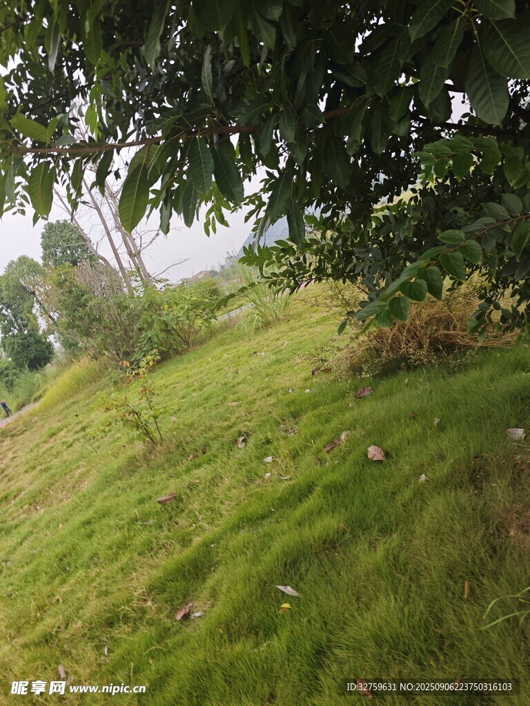 绿意盎然的户外草地景观