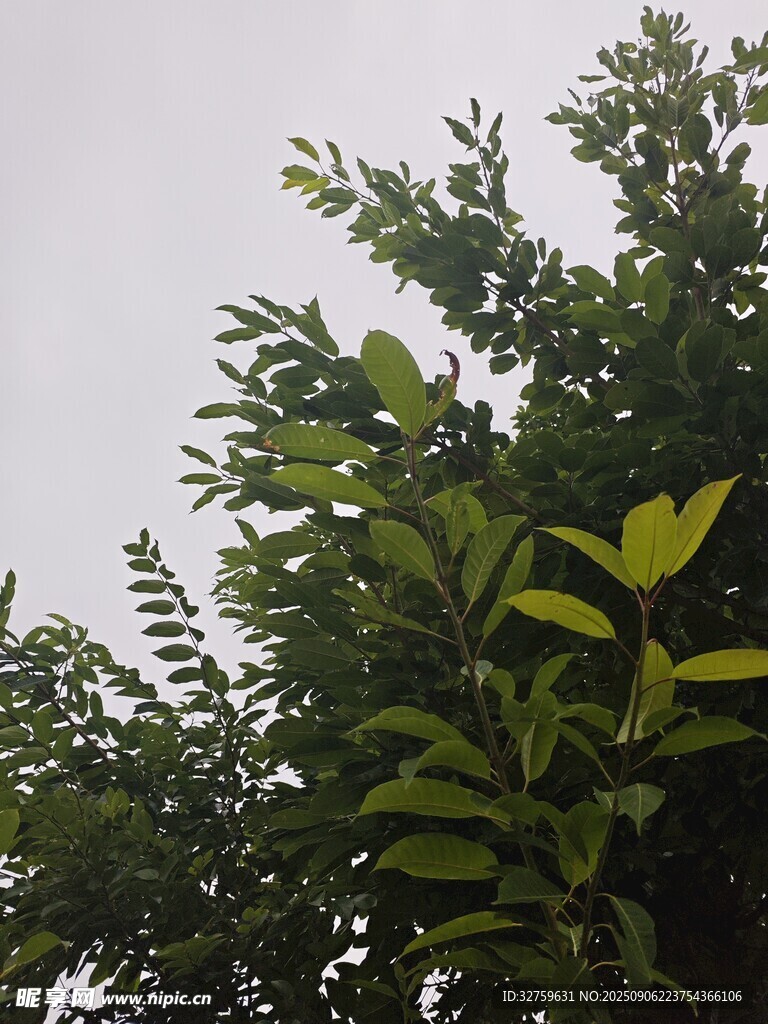 绿叶繁茂的树梢景象