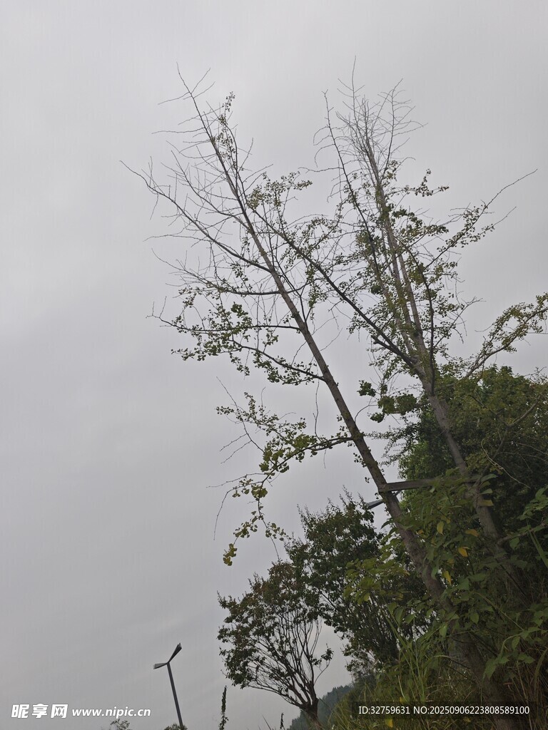 光秃树枝与繁茂植被对比