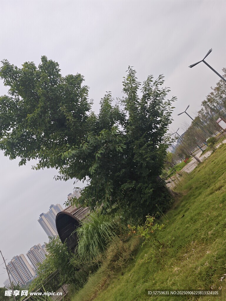 户外绿树草地场景