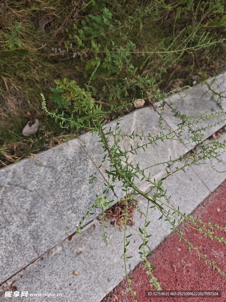 墙边生长的翠绿藤蔓植物
