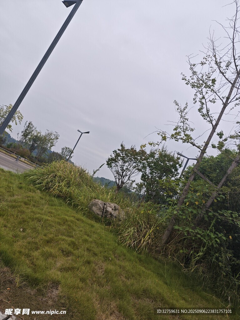 户外草地与树木景观