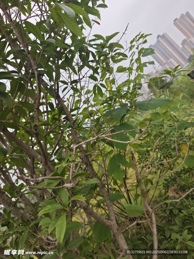 城市中的繁茂绿植