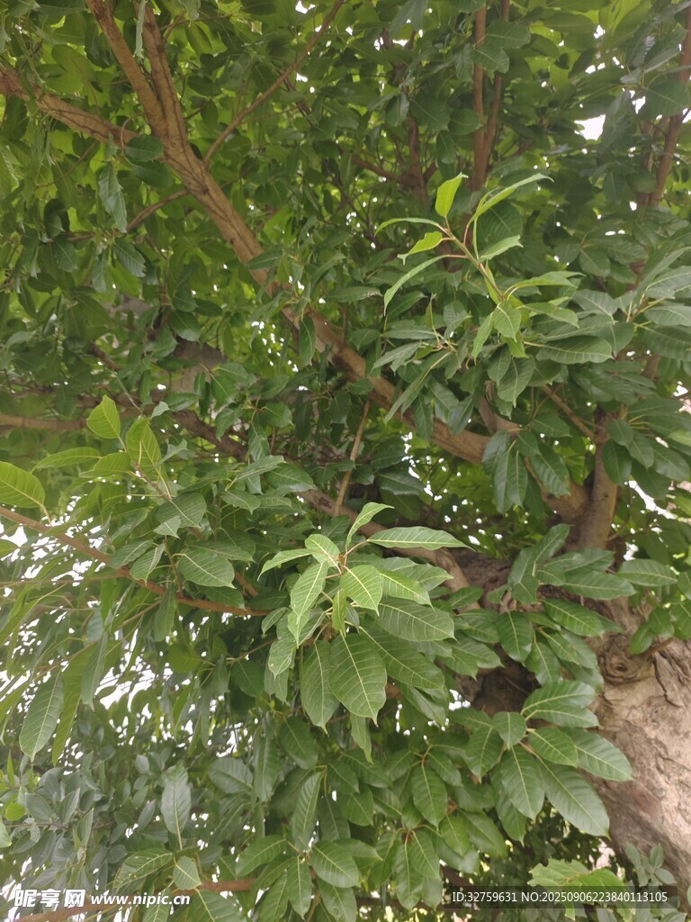 绿叶繁茂的植物景象