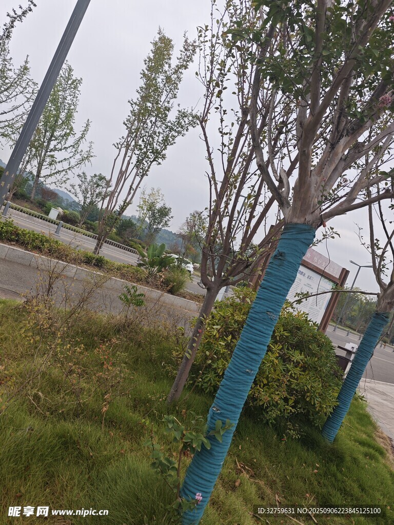 路边蓝杆旁的光秃树木