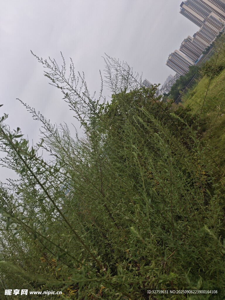 野外杂草丛生景象