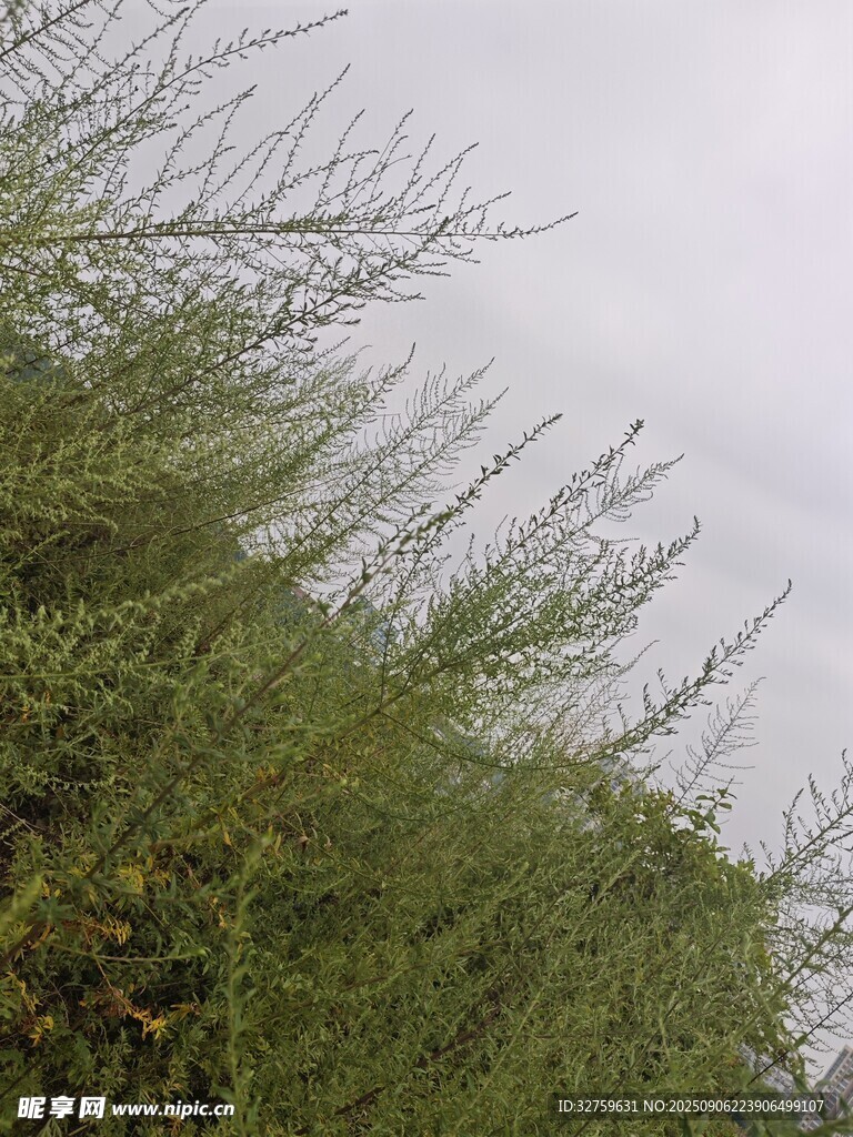 天空下的葱郁绿植