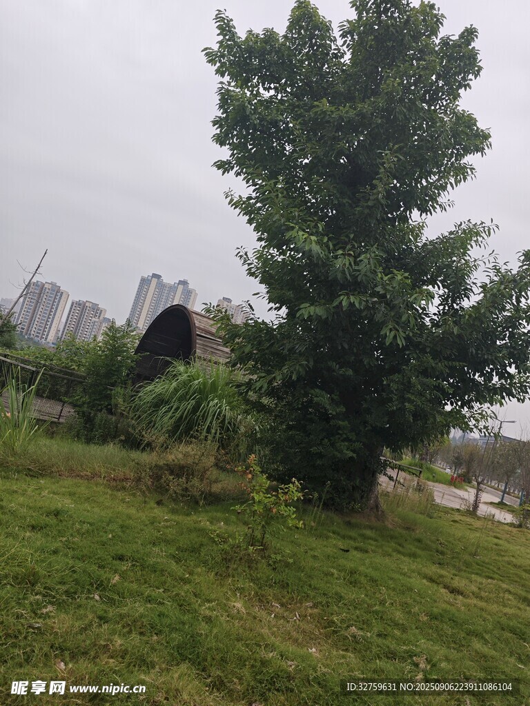 草地旁的茂盛绿树