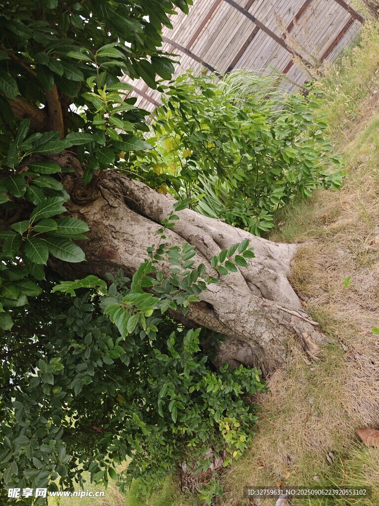 老树桩旁的繁茂绿植