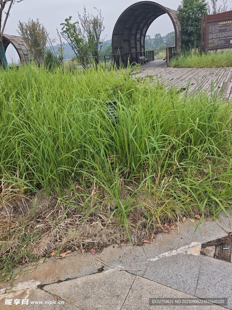 路边茂盛的绿色草丛
