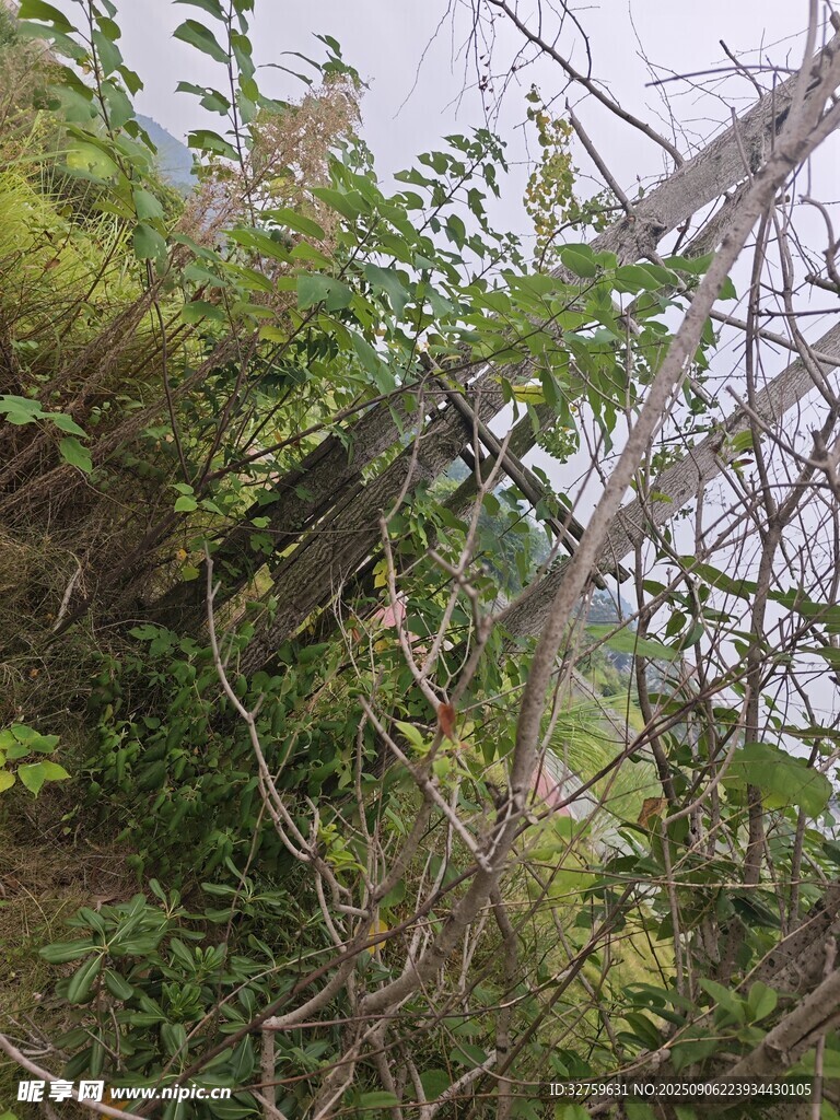 繁茂绿植 
